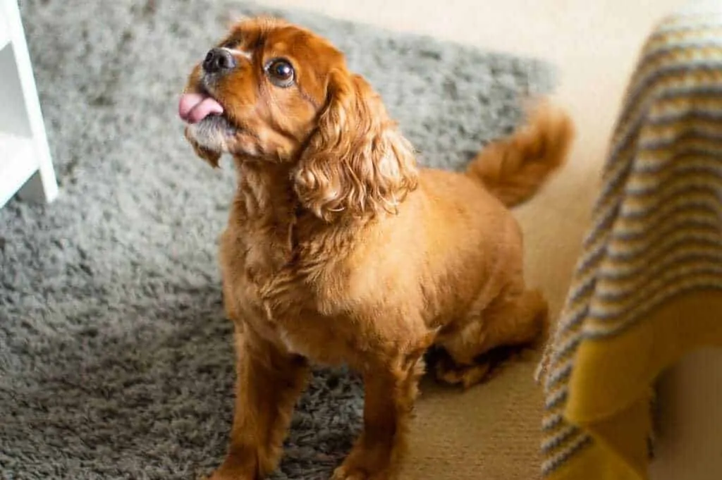 11 Things You Should Know About the Cavalier King Charles Spaniel 1