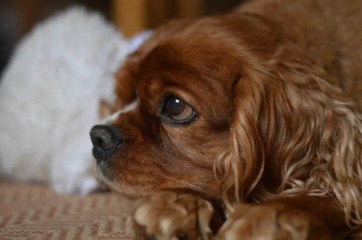 11 Things You Should Know About the Cavalier King Charles Spaniel 3