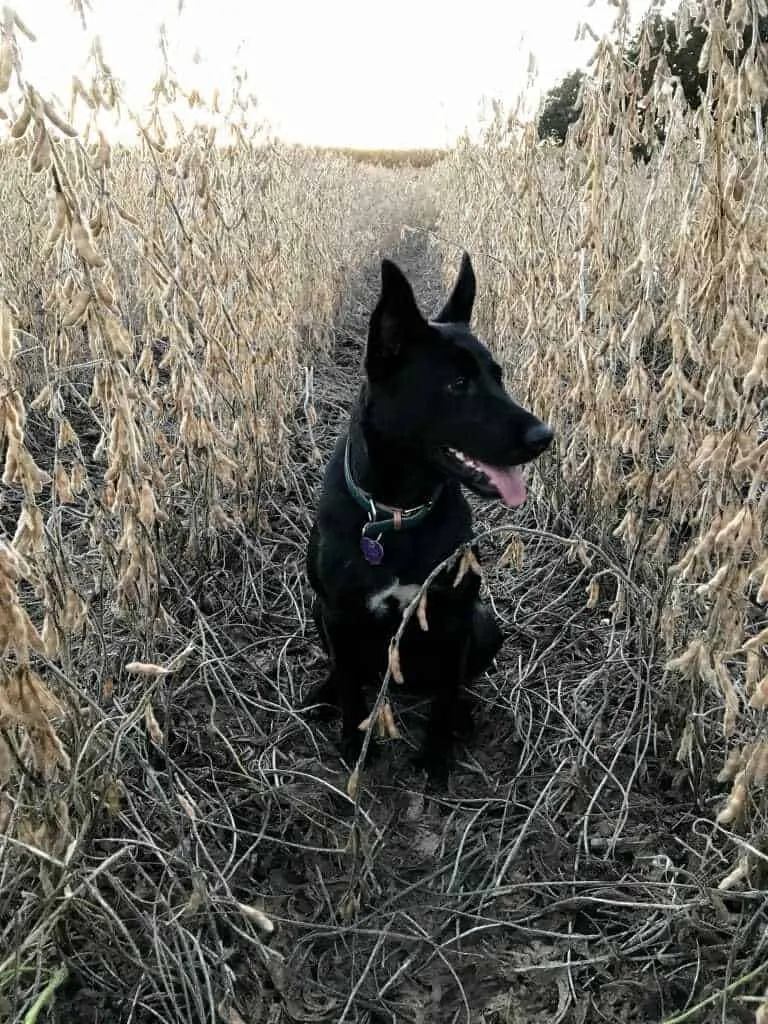 My Dog Got Sprayed By a Skunk- What To Do Next? 2