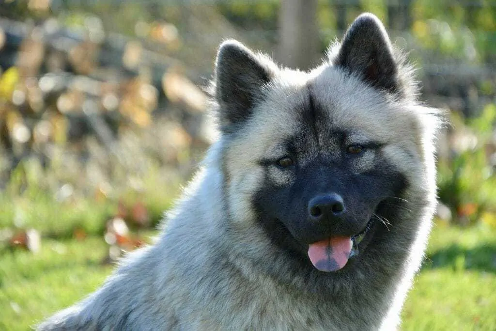 Eurasier Dog Breed Information: 11 Facts to know 1