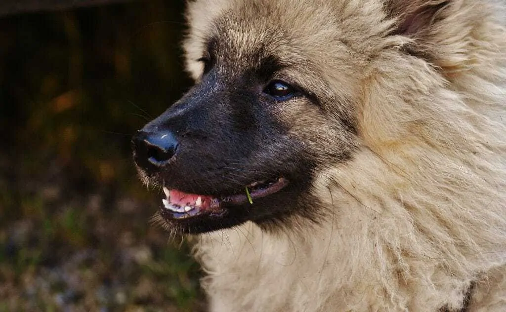 Eurasier Dog Breed Information: 11 Facts to know 3