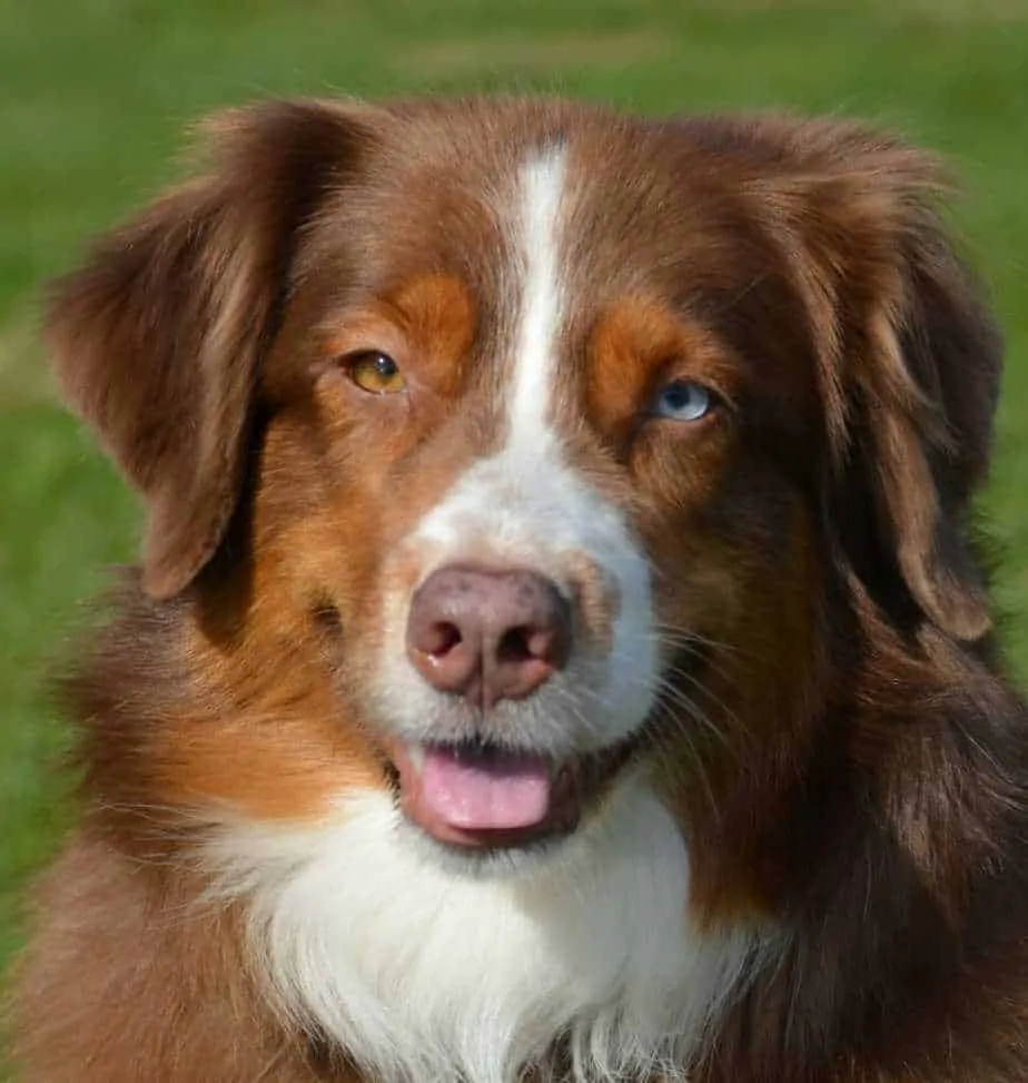 Australian Shepherd Breed Information - 15 Things to Know 2