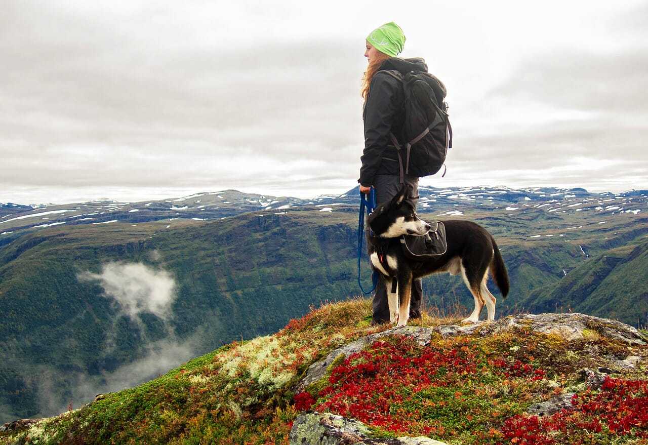 The Essential Dog Hiking Gear List Your Dog Advisor