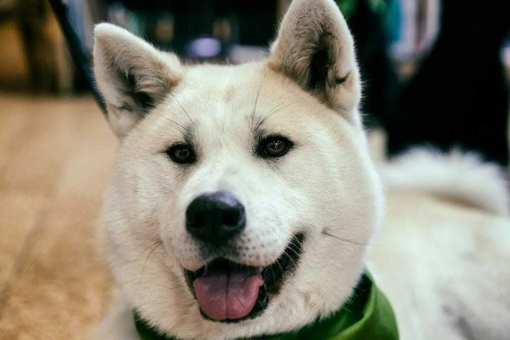 Kishu Ken Dog Breed Information: 11 Things to Know 4