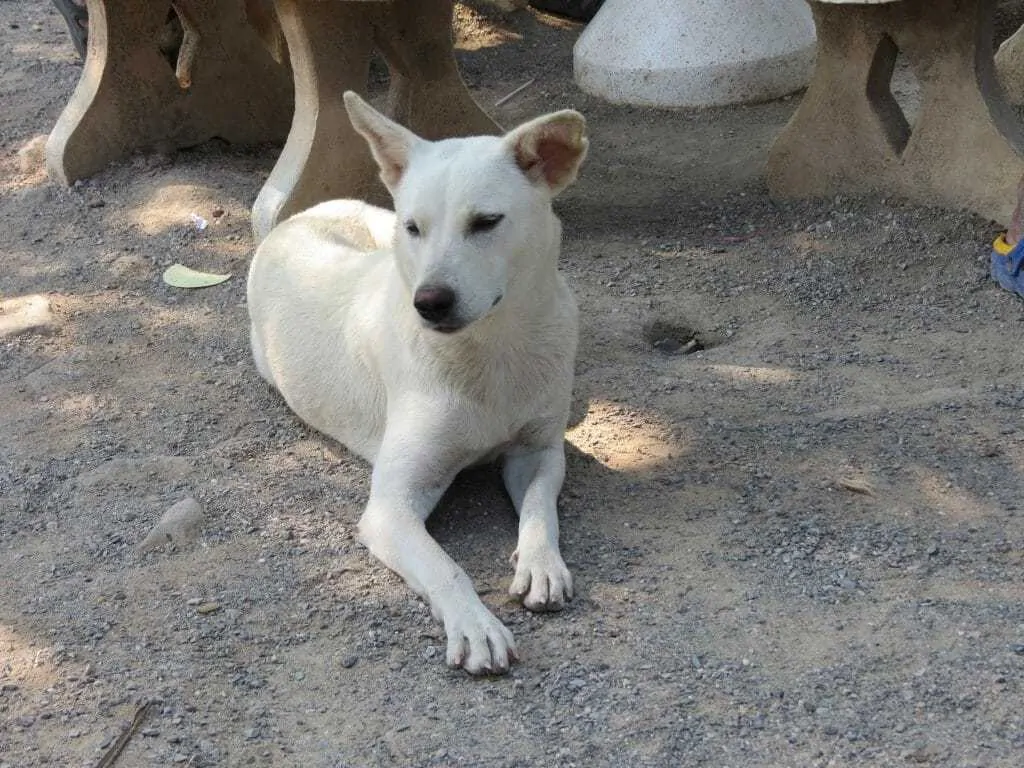 is the kishu a good breed of dog