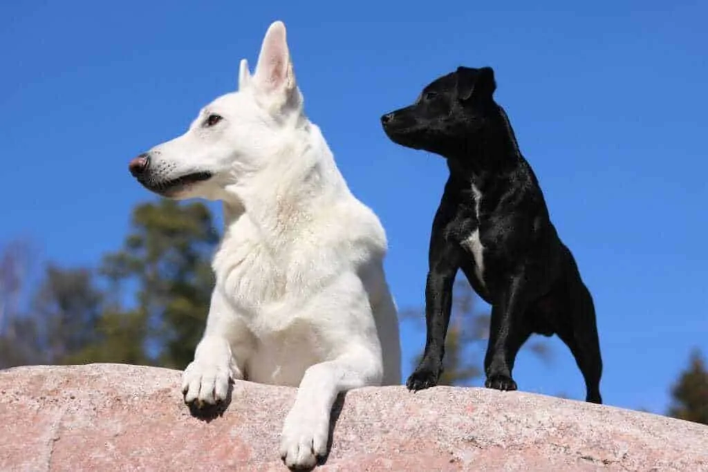 Kishu Ken Dog Breed Information: 11 Things to Know 6