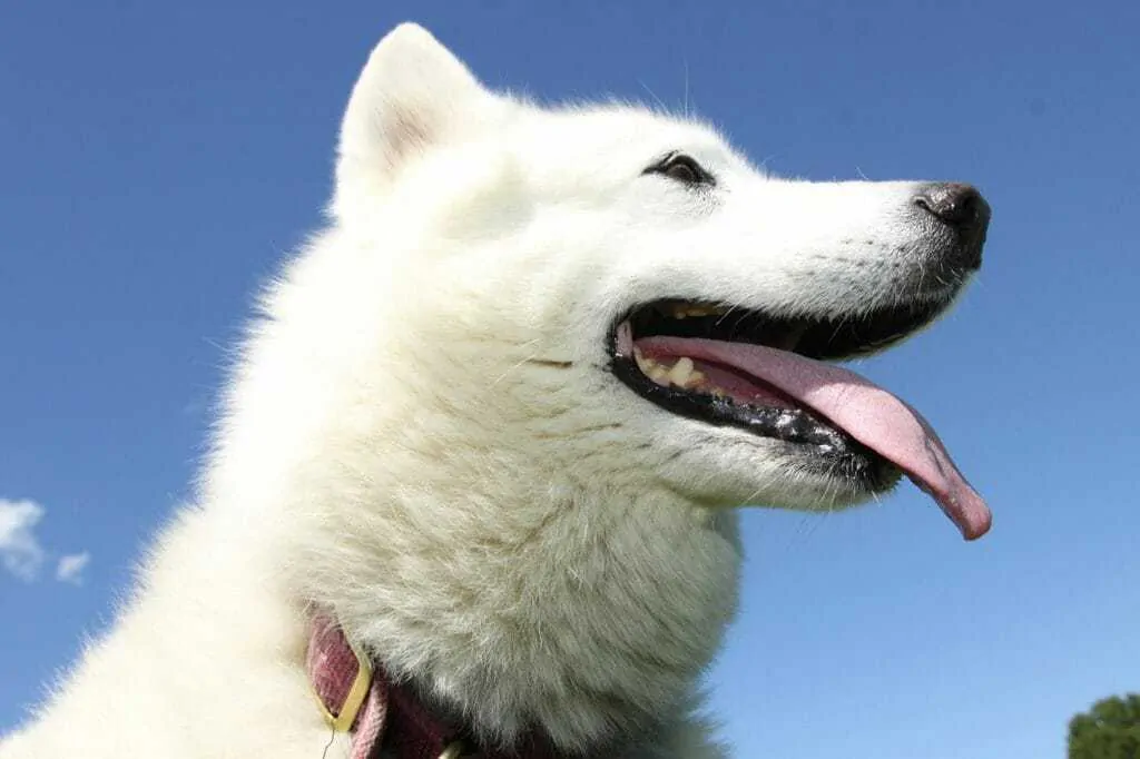 Kishu Ken Dog Breed Information: 11 Things to Know 3