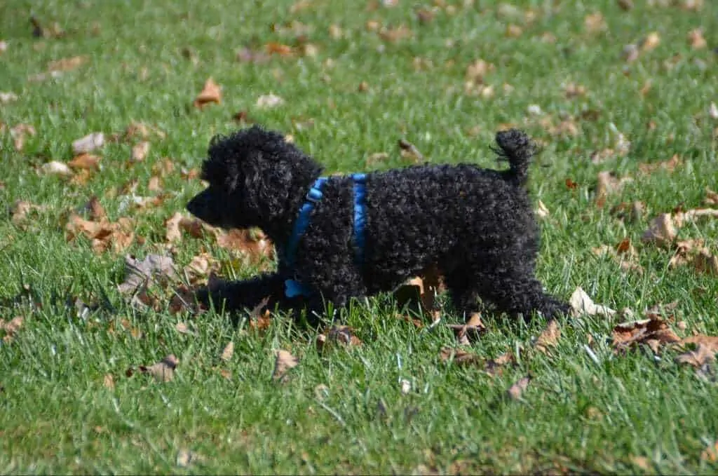 teacup poodle full size