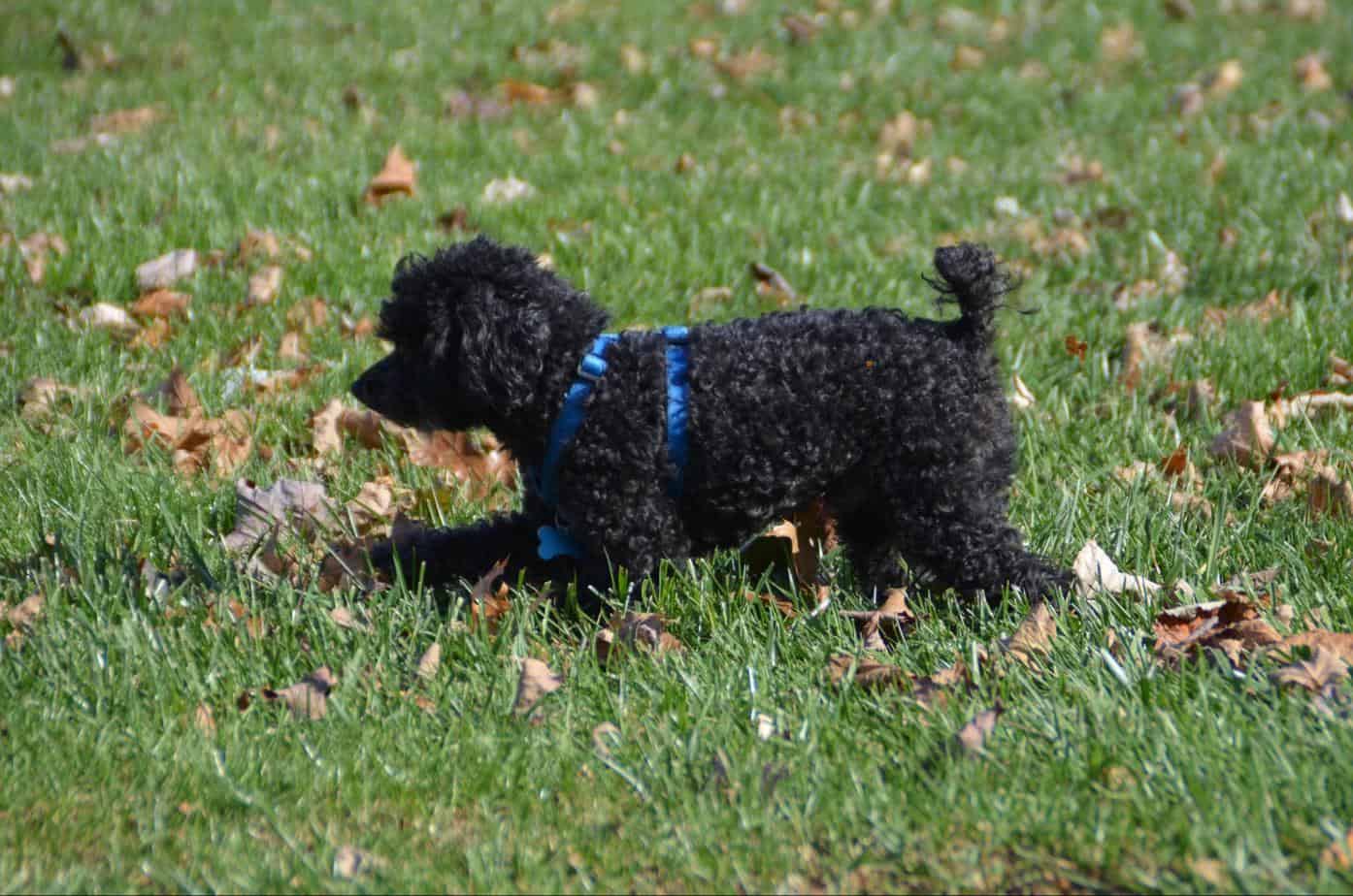 micro poodle full size