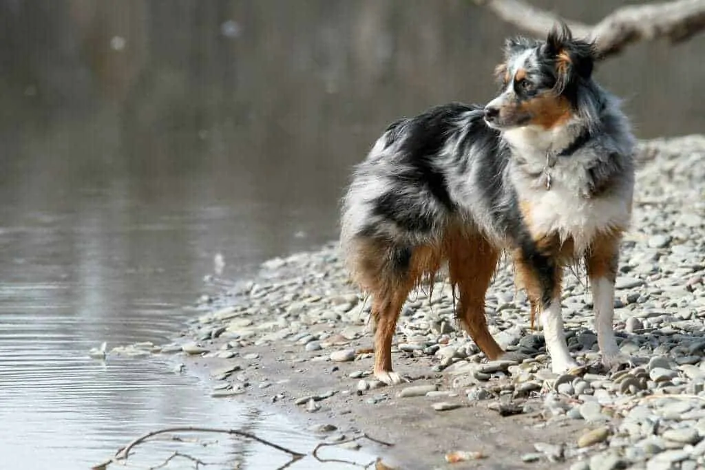 Australian Shepherd Breed Information - 15 Things to Know 1