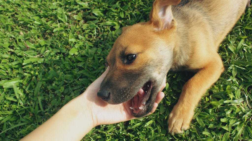Picture of The Journey of a Puppy - the Stages of Puppyhood and How to Handle Them ...