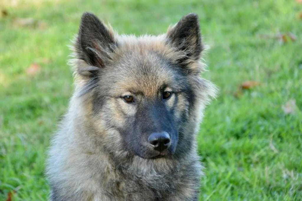 Eurasier Dog Breed Information: 11 Facts to know 6