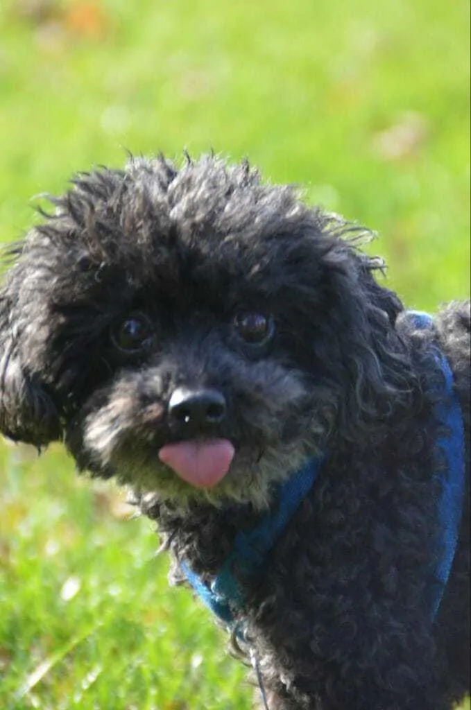 Black teacup poodle sale