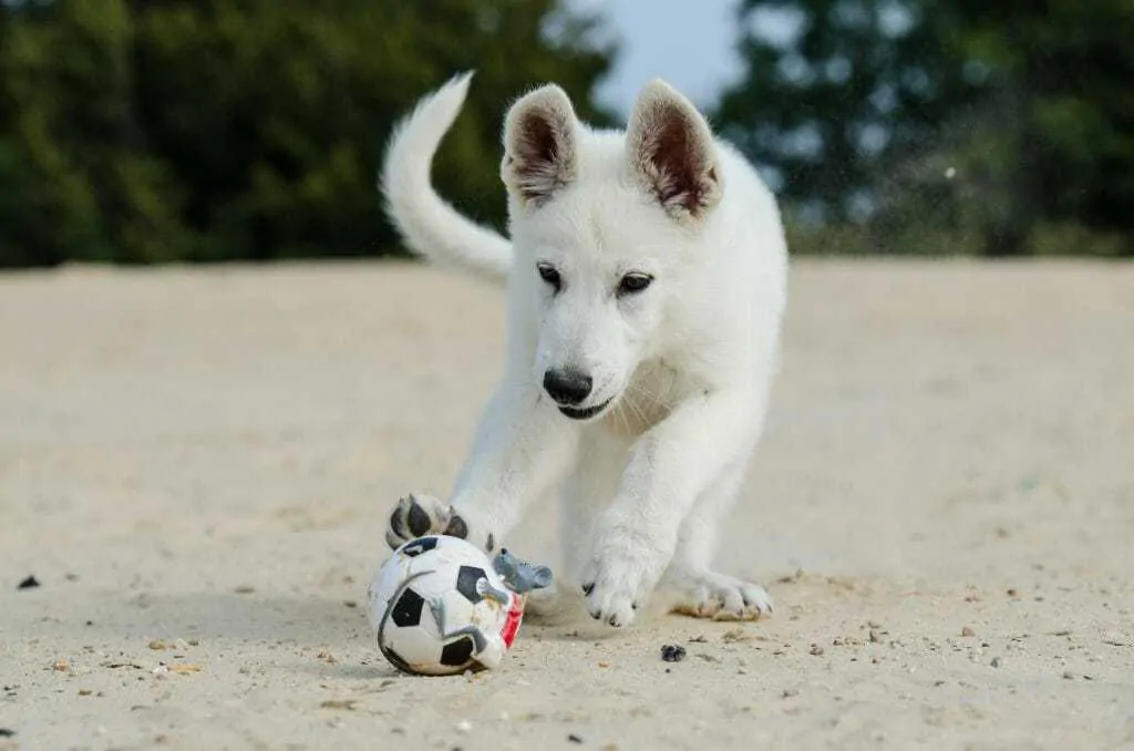 Kishu Ken Dog Breed Information: 11 Things to Know 1