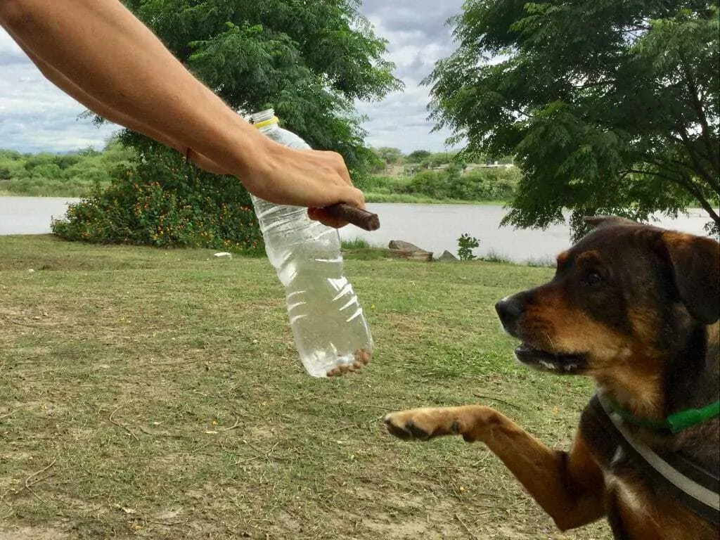 DIY Brain Games for your Dog 4