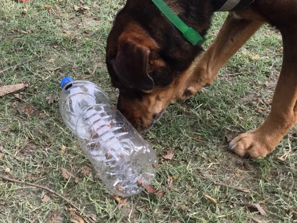 DIY Brain Games for your Dog 10