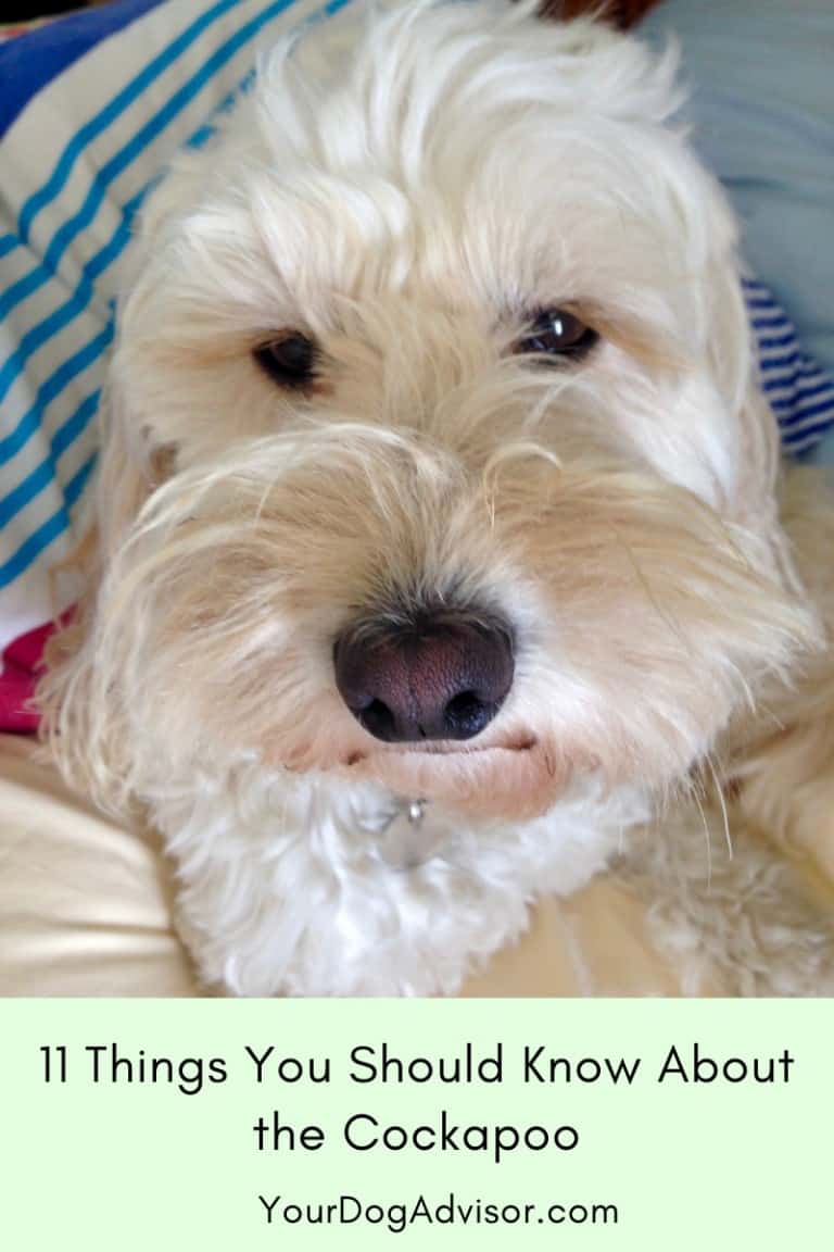 Cockapoo Dog Breed Information 11 Things You Should Know Your Dog Advisor