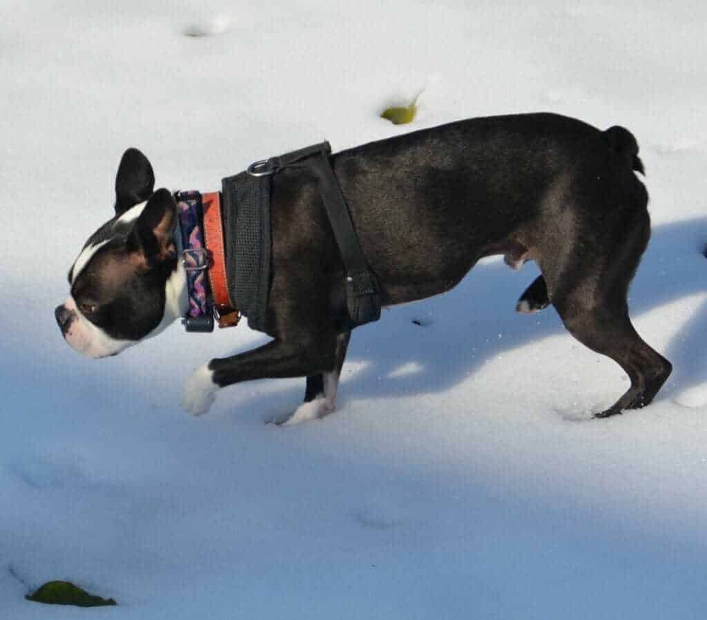 do boston terriers have webbed feet