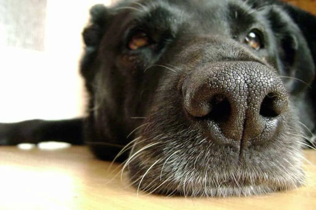 Can Dogs Detect Cancer? 1