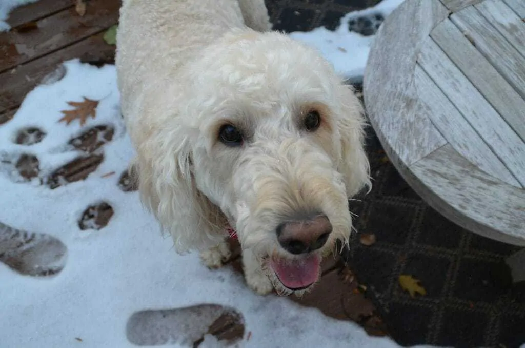 Goldendoodle mutt store