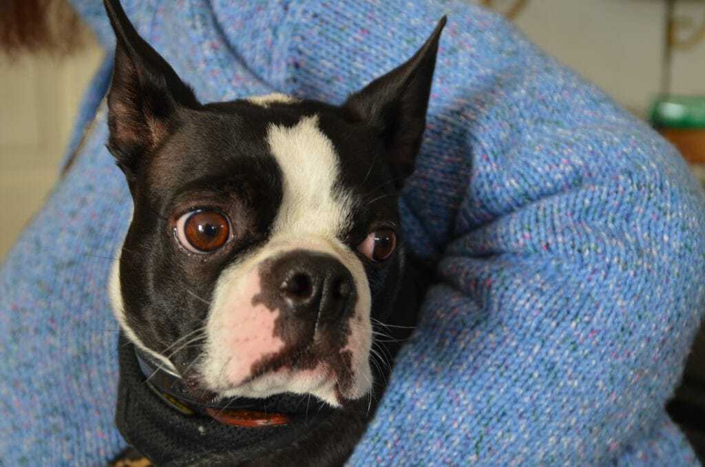 do boston terriers have webbed feet