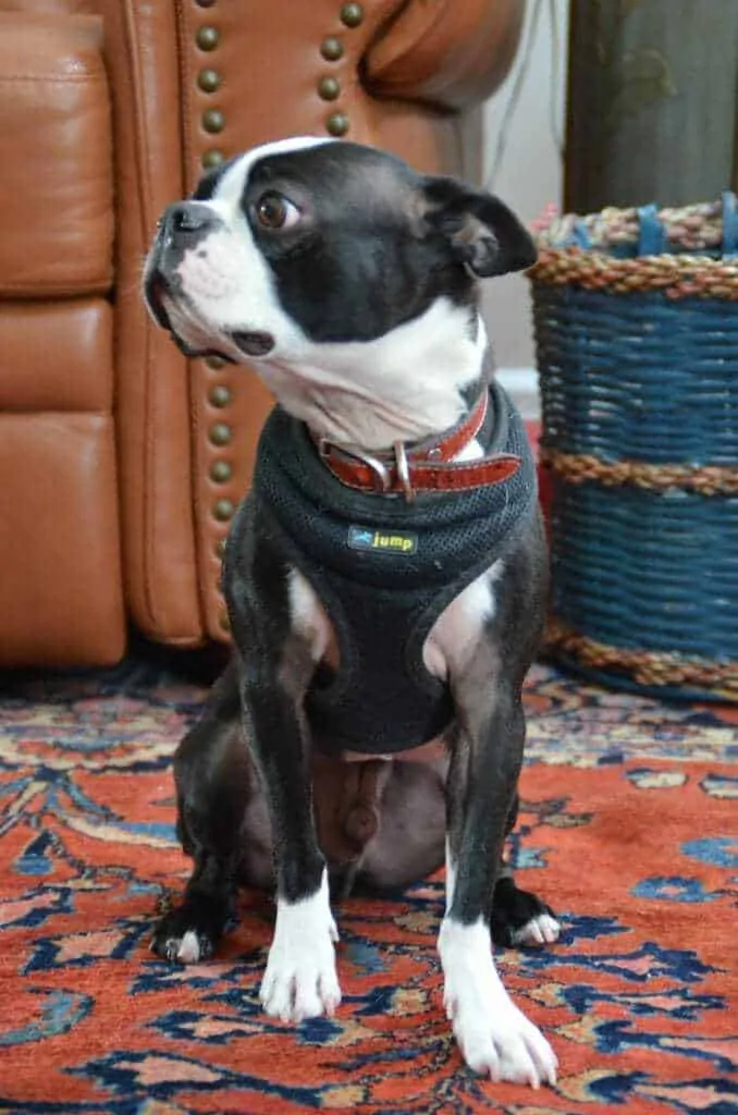 Boston Terrier Breed Information - 14 Facts about Boston Terriers 5