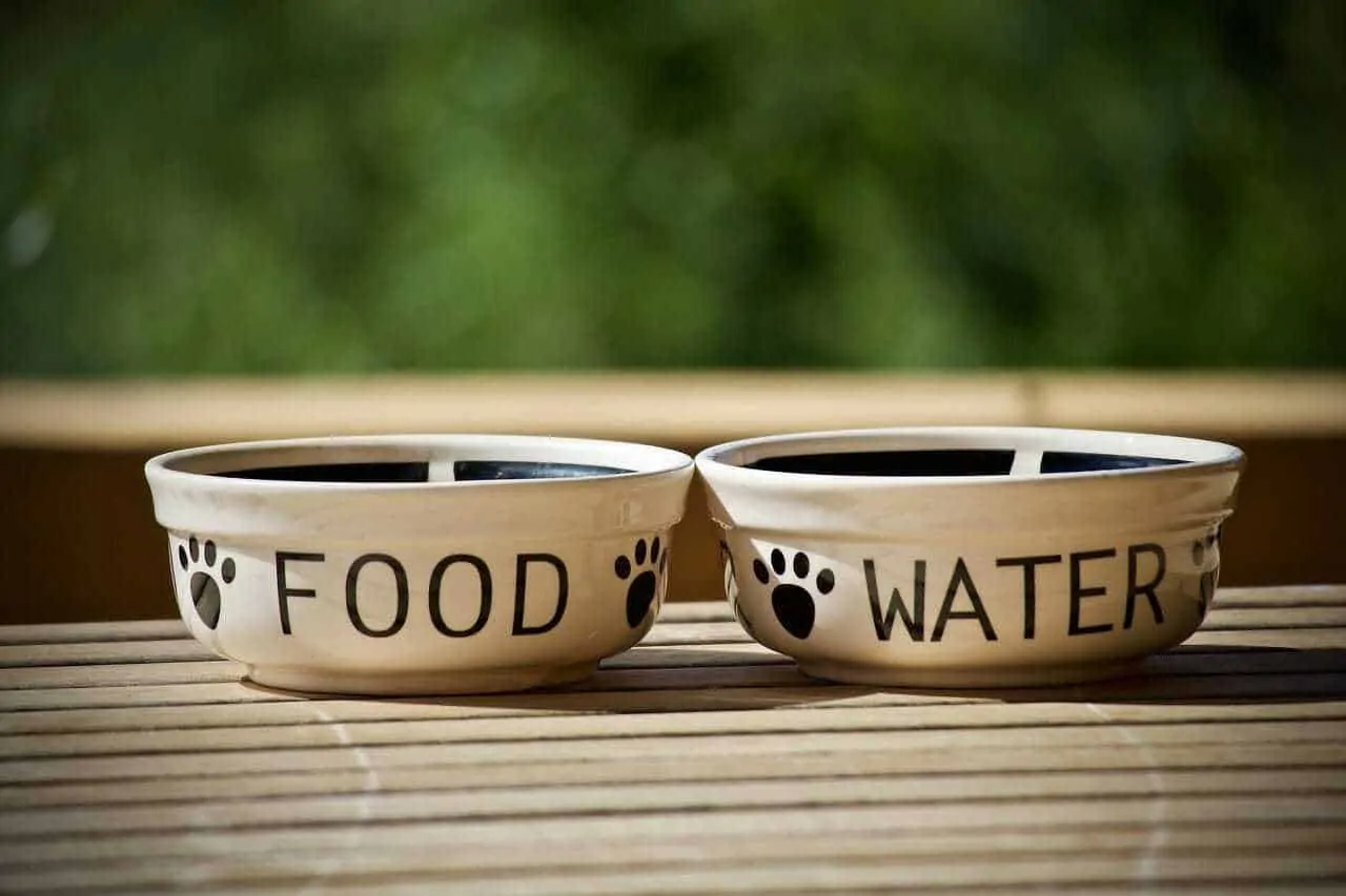 How to Choose the Best Dog Bowl: 10 Types of Dog Bowls 2