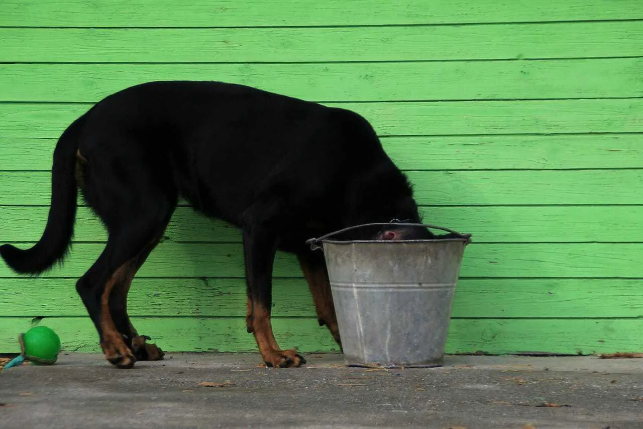 How to Choose the Best Dog Bowl: 10 Types of Dog Bowls 6