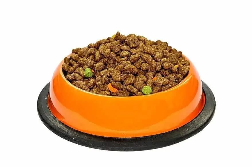 How to Choose the Best Dog Bowl: 10 Types of Dog Bowls 1