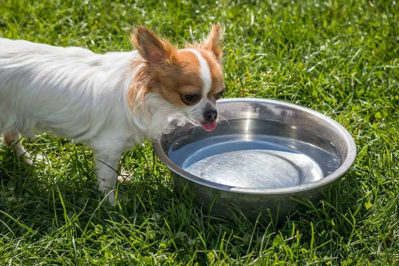 Types of hot sale dog bowls