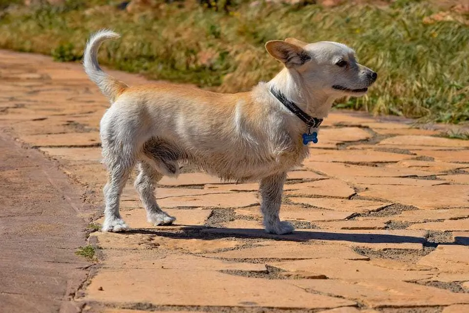 Harness for dog missing front outlet leg