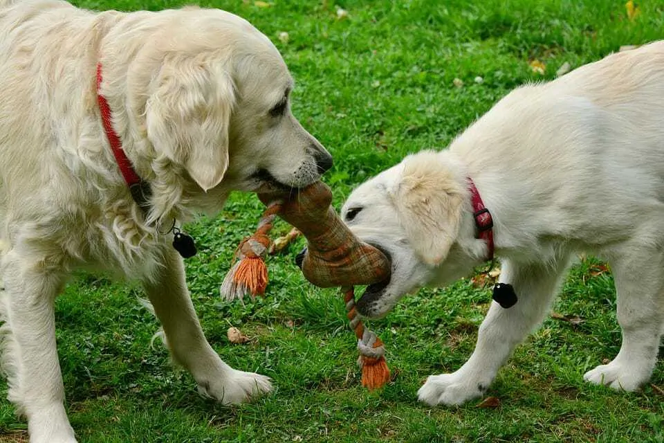 does tug of war make dogs aggressive