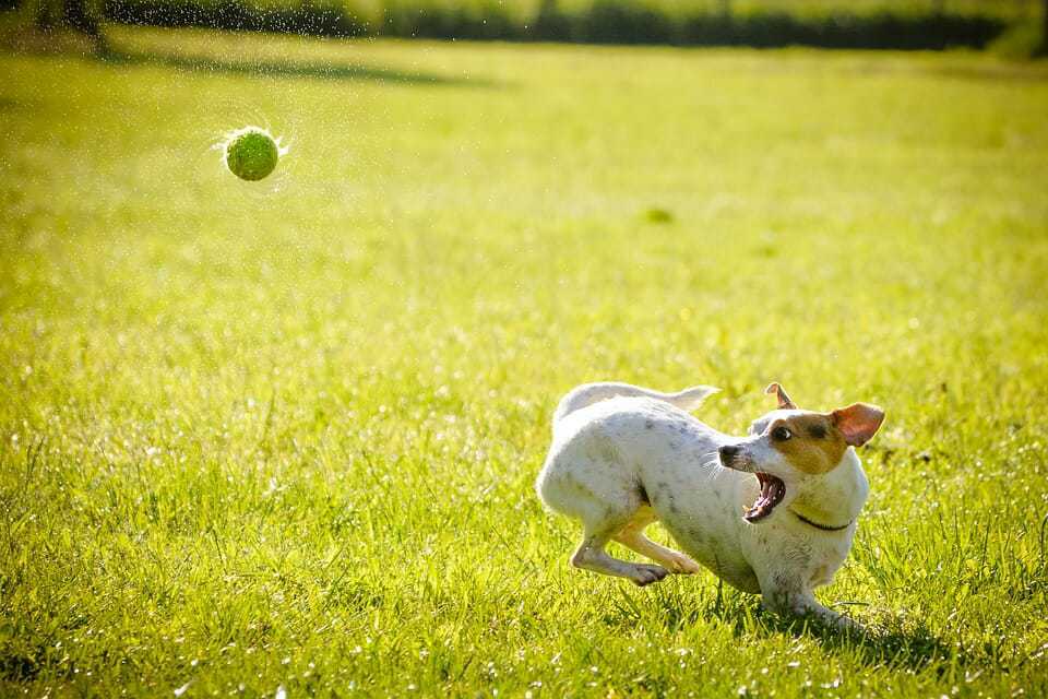 ball throwers bad for dogs