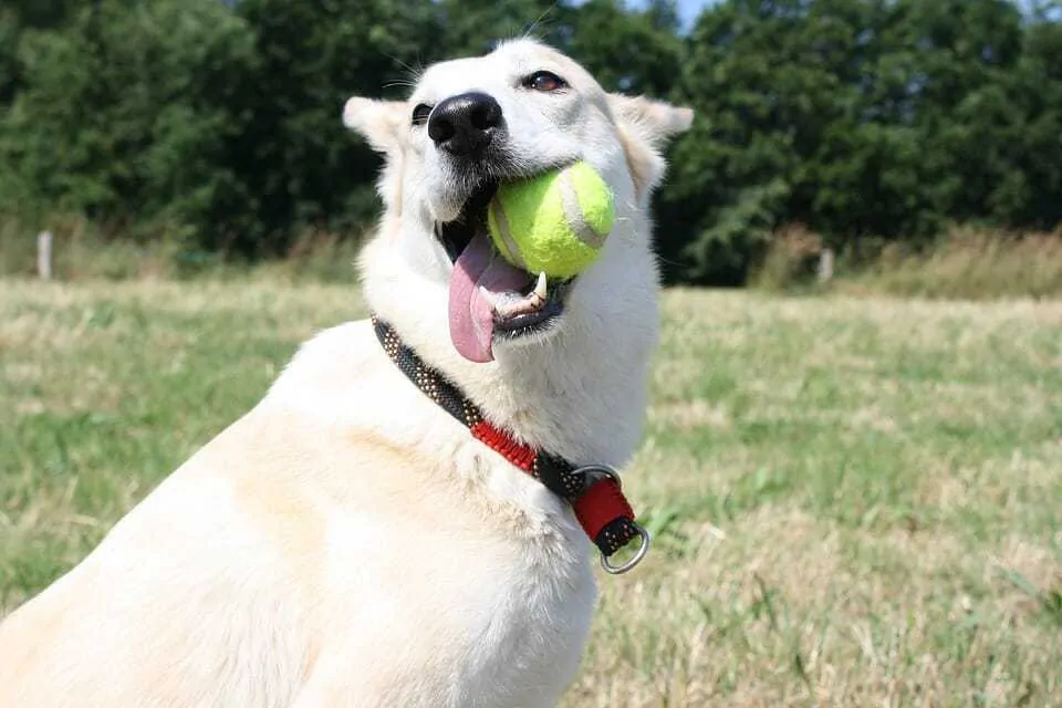 Is Playing With a Ball Thrower Good For Your Dog? 2