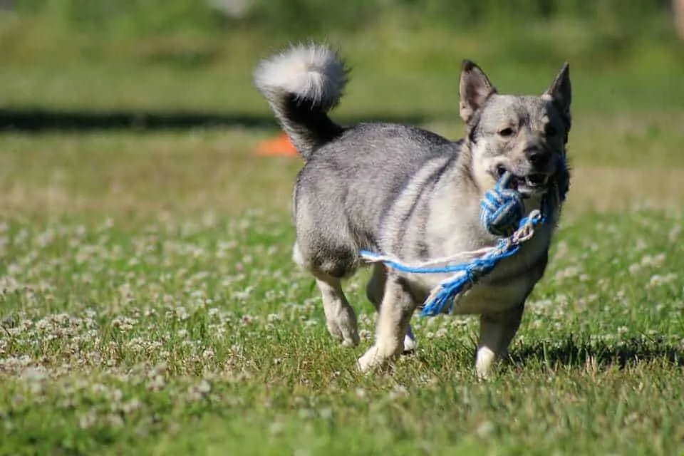 Tug-Of-War Myth:  Why Playing Tug with Your Dog Is Not a Bad Thing 2