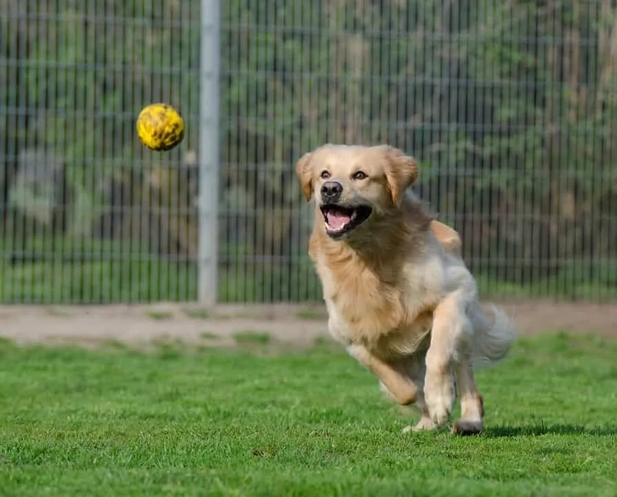 Is Playing With a Ball Thrower Good For Your Dog? 3