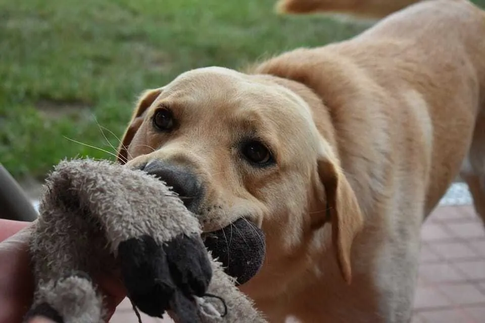 Tug-Of-War Myth:  Why Playing Tug with Your Dog Is Not a Bad Thing 3