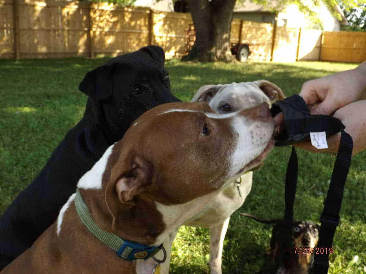 When to use Dog Muzzles and How to Get Your Dog Used to Wearing a Muzzle Your Dog Advisor