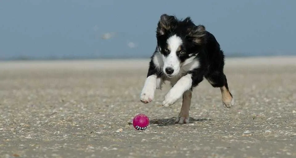 Is Playing With a Ball Thrower Good For Your Dog? 4