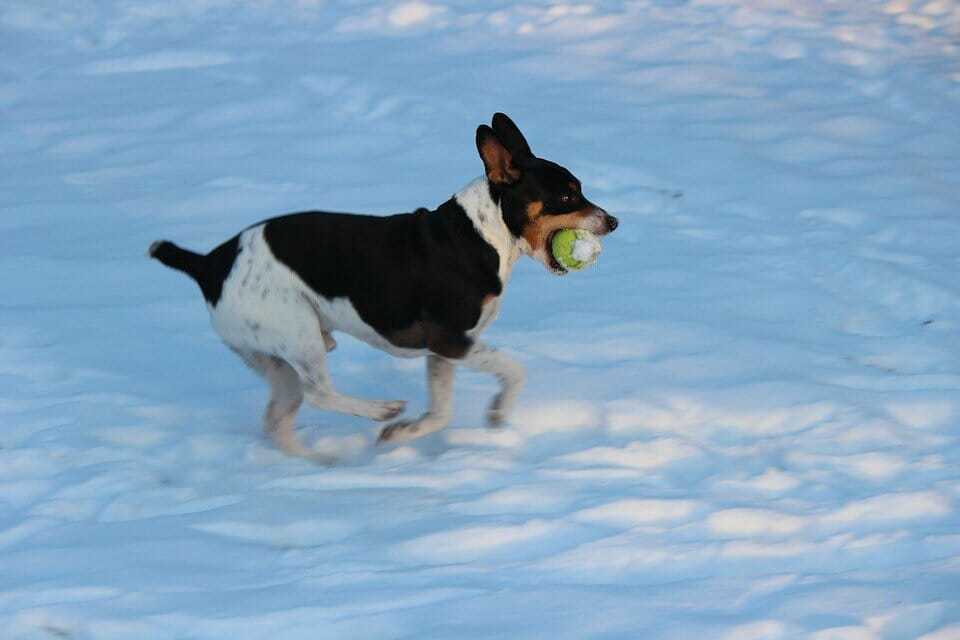 Are Ball Throwers Bad For Dogs