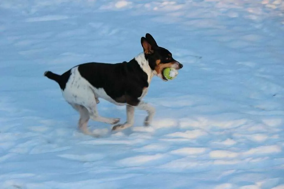 Is Playing With a Ball Thrower Good For Your Dog? 5