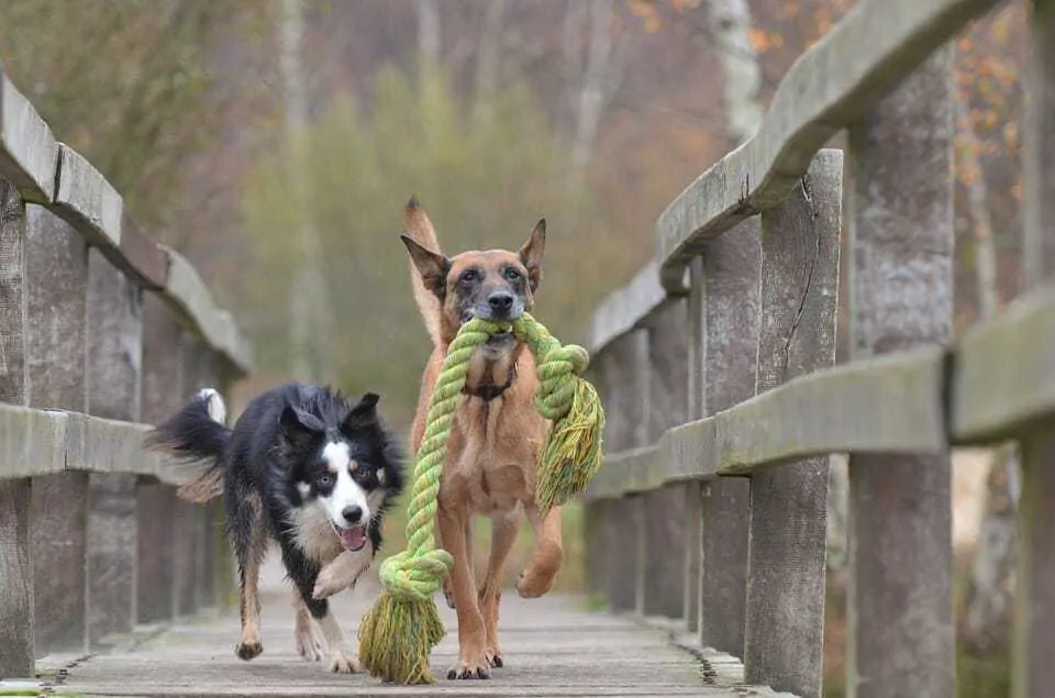 Tug-Of-War Myth:  Why Playing Tug with Your Dog Is Not a Bad Thing 5