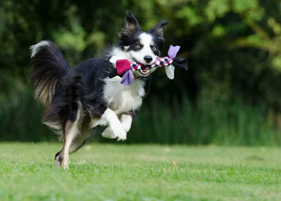 Tug-Of-War Myth:  Why Playing Tug with Your Dog Is Not a Bad Thing 6