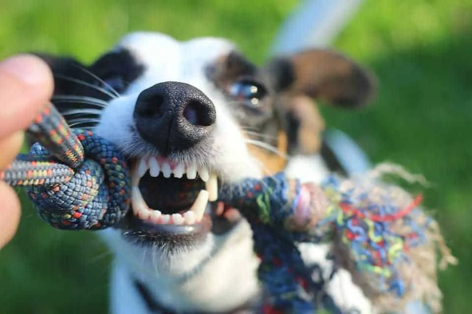 Tug-Of-War Myth:  Why Playing Tug with Your Dog Is Not a Bad Thing 7