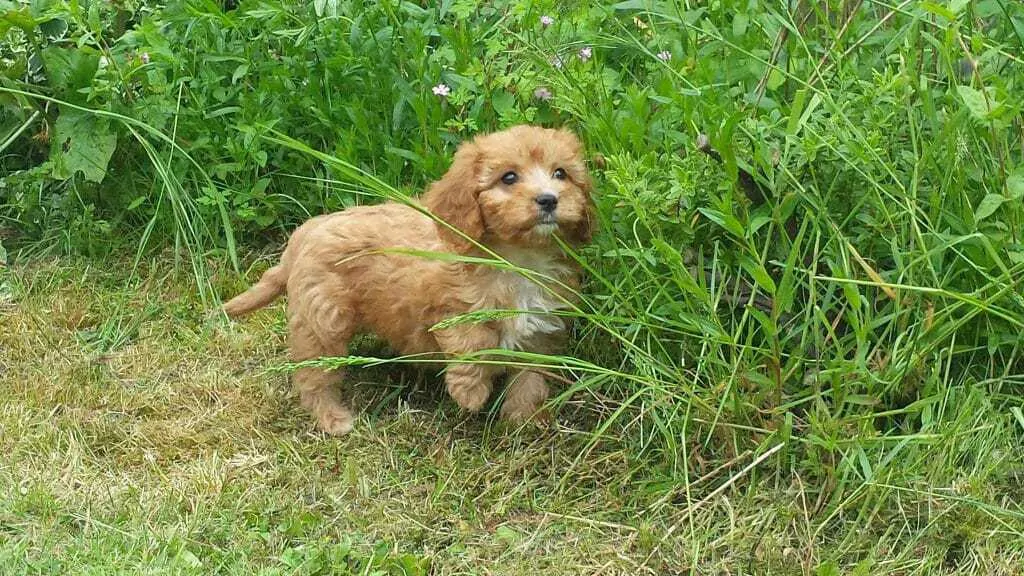 Cavapoo Dog Breed Information: 11 Things to Know 13