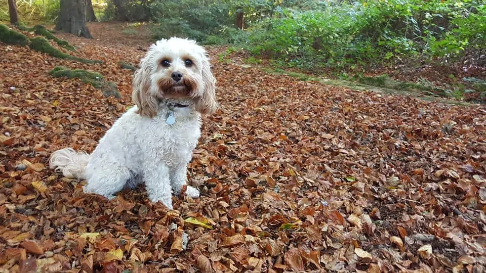 Cavapoo Dog Breed Information: 11 Things to Know 5