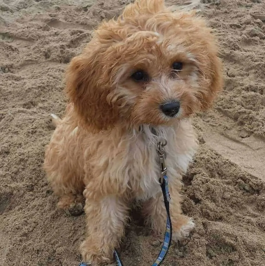 red and white cavapoo