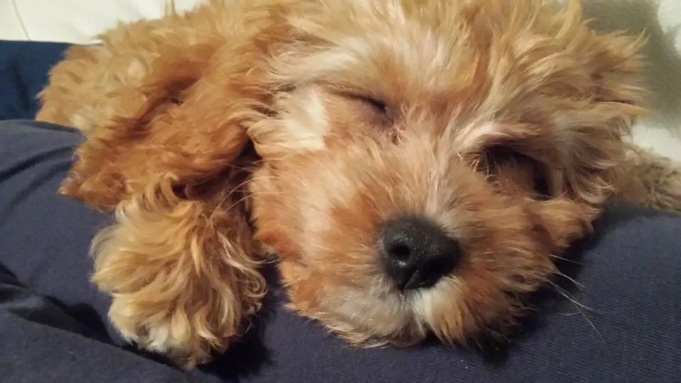 Cavapoo Dog Breed Information: 11 Things to Know 9