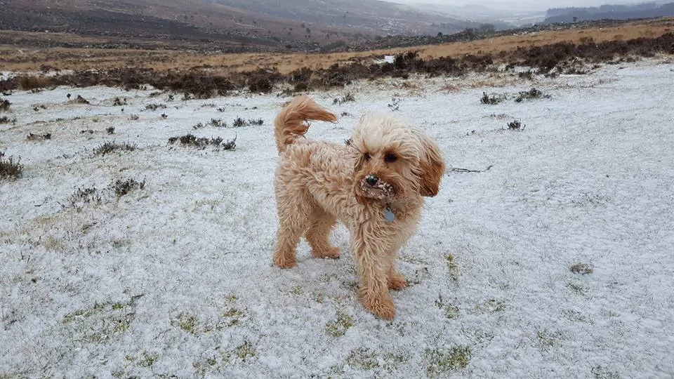 cavapoo shedding