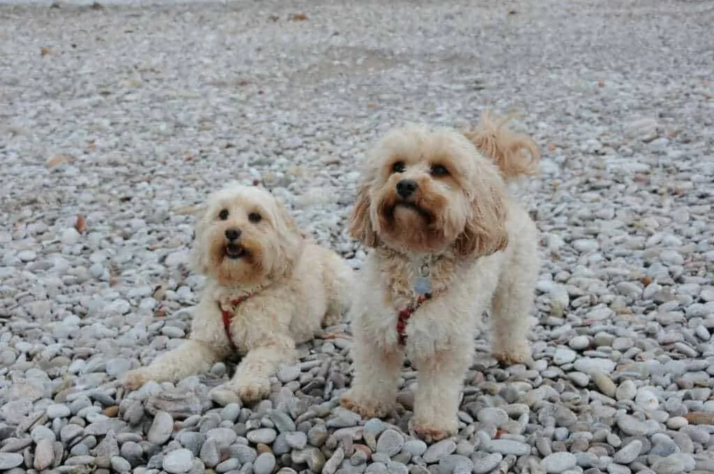 Cavapoo Dog Breed Information: 11 Things to Know 8